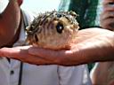 P1010140.jpg: A Blow Fish